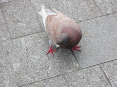 Columba livia domestica