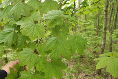 Acer pseudoplatanus