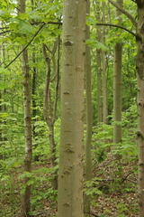 Acer pseudoplatanus