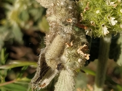 Muschampia baeticus