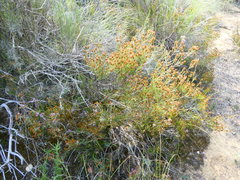 Stoebe rugulosa