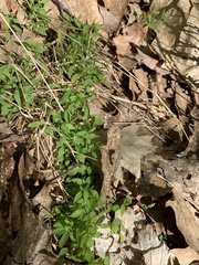 Floerkea proserpinacoides