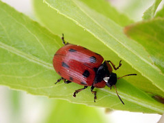 Gonioctena linnaeana