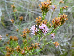 Stoebe rugulosa
