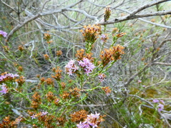 Stoebe rugulosa