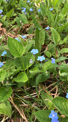Omphalodes