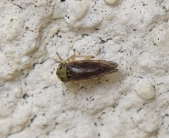 Oncopsis carpini