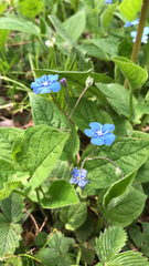 Omphalodes