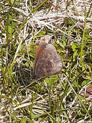 Erebia discoidalis