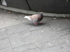 Columba livia domestica