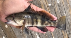 Paralabrax nebulifer