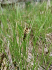 Carex disticha