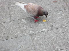 Columba livia domestica