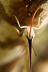 Archaeoprepona amphimachus