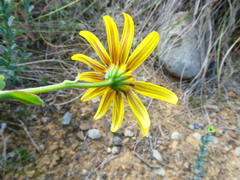 Osteospermum polygaloides