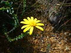 Osteospermum polygaloides