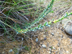 Osteospermum polygaloides