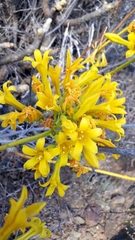 Tylecodon cacalioides