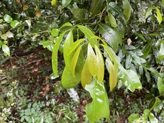Cola natalensis