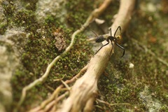 Camponotus sericeiventris image