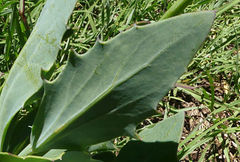 Senecio rhomboideus
