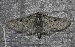 Eupithecia fletcherata