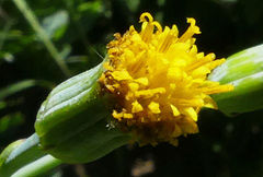Senecio rhomboideus