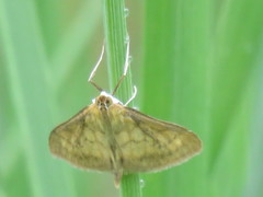 Paratalanta pandalis