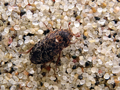 Dermestes gyllenhalii