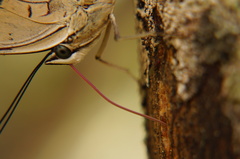 Archaeoprepona amphimachus