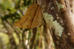 Archaeoprepona amphimachus