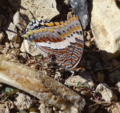 Charaxes saturnus saturnus