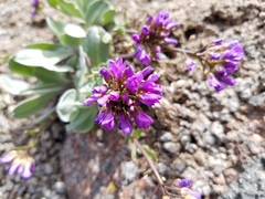 Phoenicaulis cheiranthoides