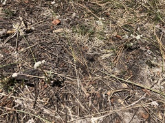 Lomatium piperi