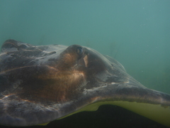 Myliobatis tenuicaudatus