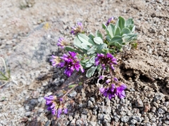 Phoenicaulis cheiranthoides