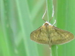 Paratalanta pandalis