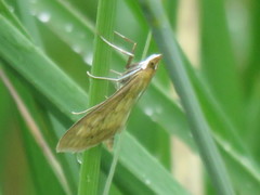 Paratalanta pandalis