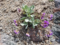 Phoenicaulis cheiranthoides