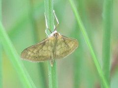 Paratalanta pandalis