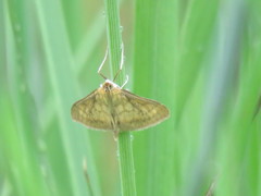 Paratalanta pandalis