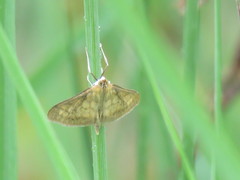 Paratalanta pandalis