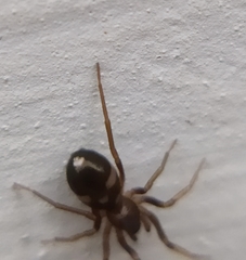Phrurolithus