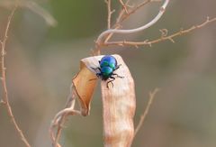 Chrysochus chinensis