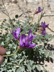 Astragalus oophorus
