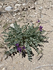 Astragalus oophorus