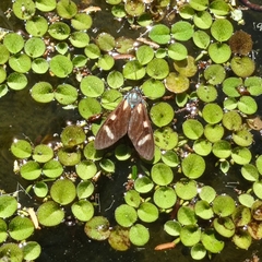 Lepidoptera