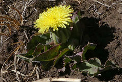 Sonchus nanus