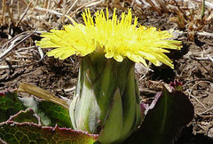 Sonchus nanus