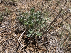 Lupinus leucophyllus